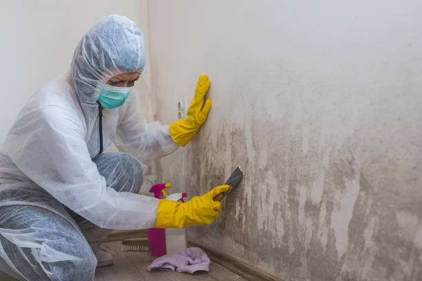 Best Emergency Mold Remediation in Sunnyside, GA