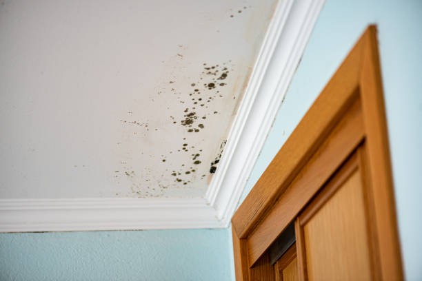 Best Residential Mold Remediation in Sunnyside, GA