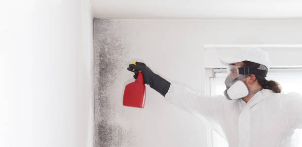 Best White Mold Remediation in Sunnyside, GA