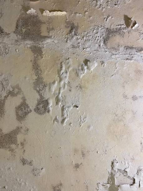 Best Emergency Mold Remediation in Sunnyside, GA